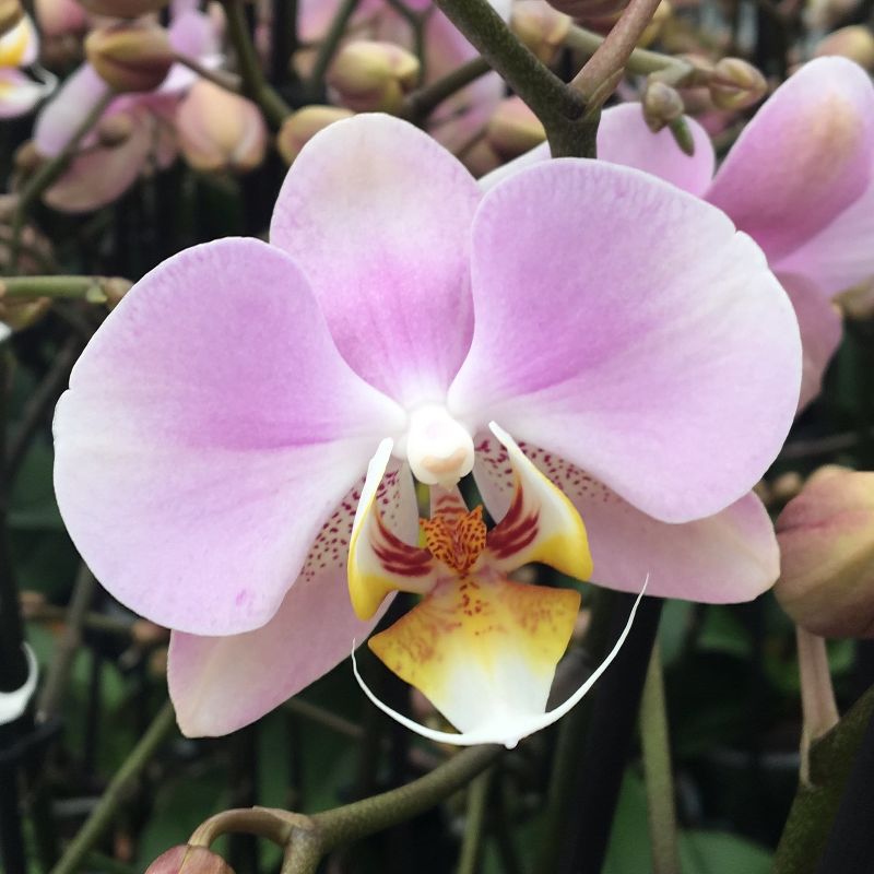 Орхидея Фаленопсис 2 рр микс Authentic 12/60 Голландия