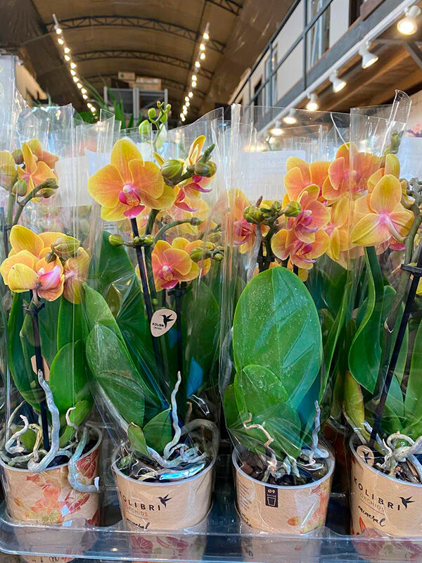 Орхидея Фаленопсис2 рр  orange N&S Blossom 9/40 Голландия