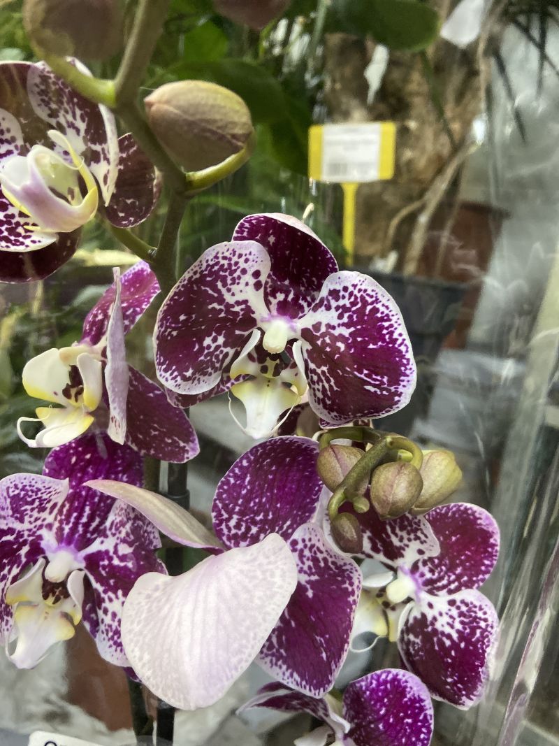 Орхидея Купить В Москве Недорого Где