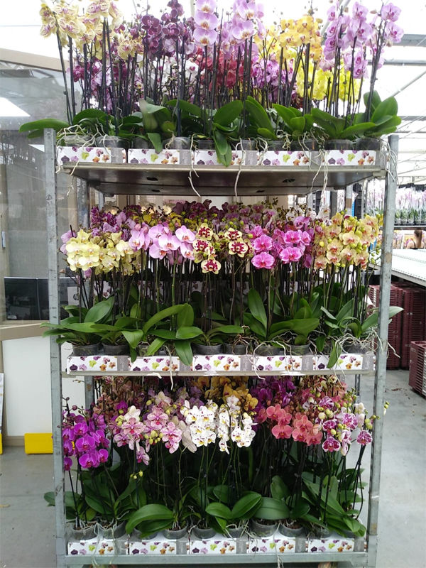 Где Купить Орхидею В Новосибирске