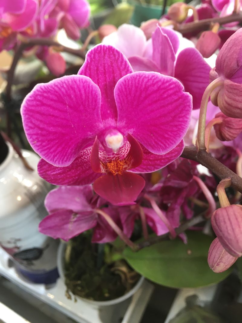 Орхидея 6190 Фаленопсис гибрид микс 6/25 Дания