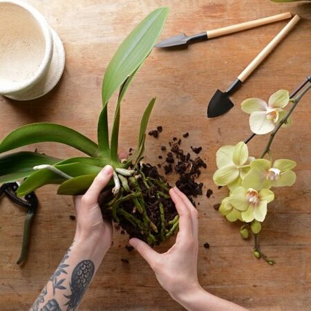 Как пересадить орхидею в домашних условиях?