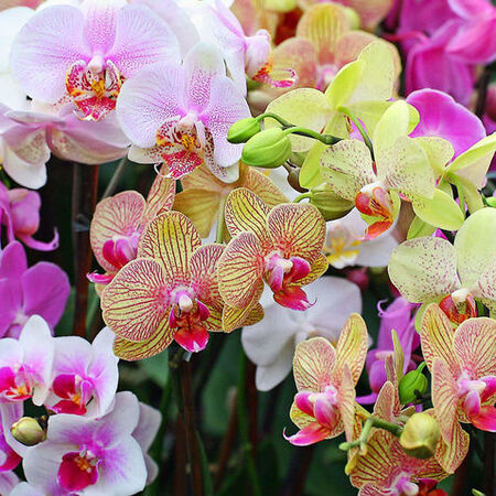 Полив орхидей в домашних условиях