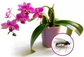 Мошки в орхидеях: как избавиться