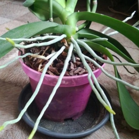Что делать с воздушными корнями орхидеи