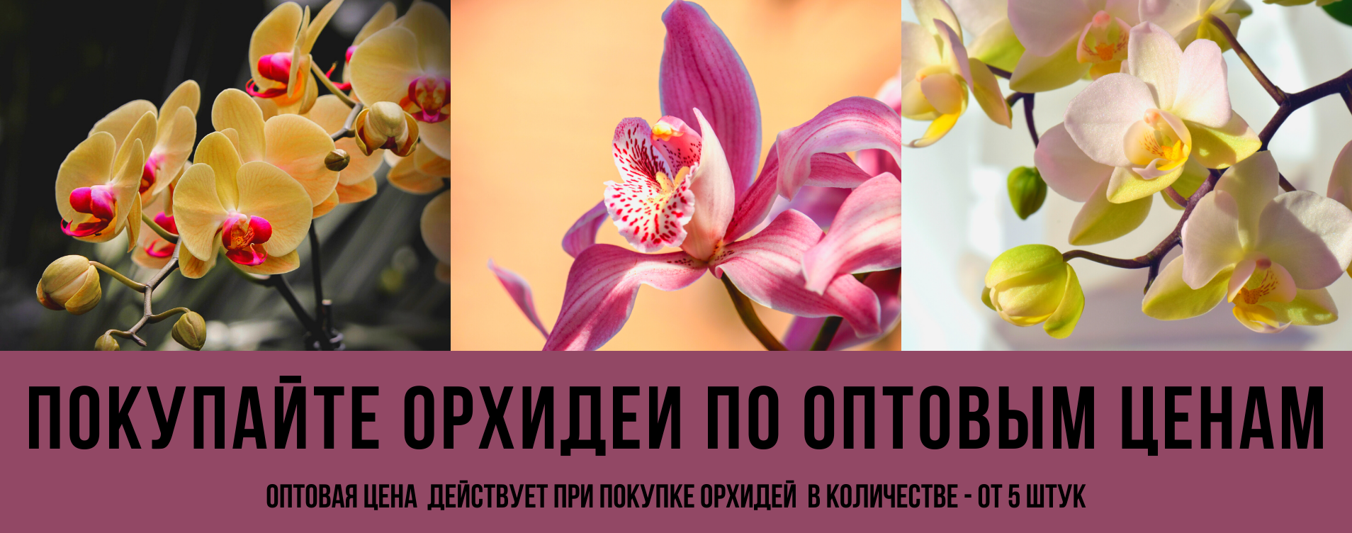 Доставка орхидей по россии