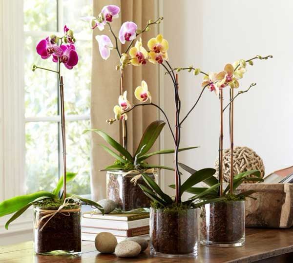 Красивая орхидея 
