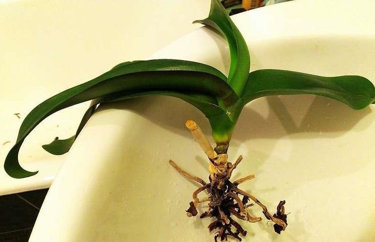 Засыхают корни орхидеи