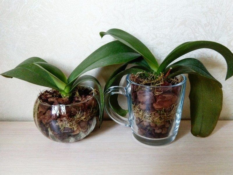 Растет орхидея