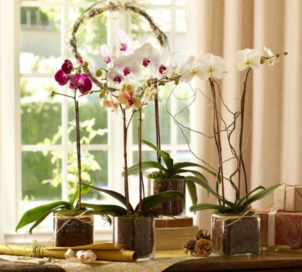Здоровая орхидея