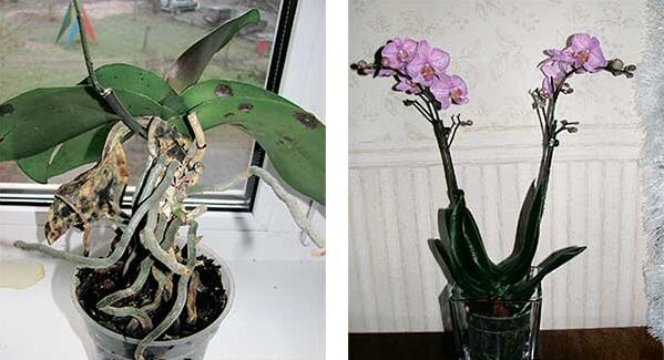 Болезнь орхидей