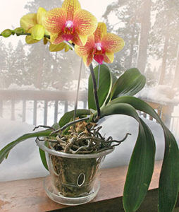 Горшок для орхидей