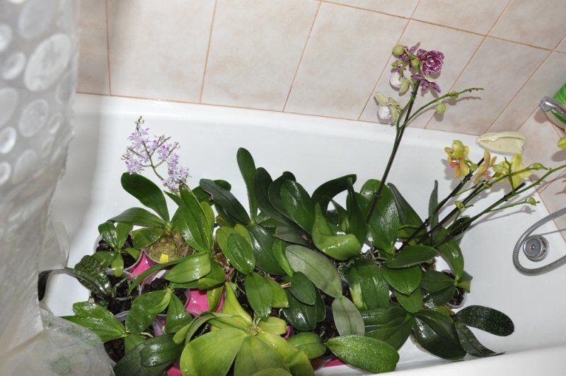 Горячий душ для орхидей