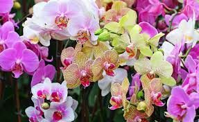 Ухоженные орхидеи