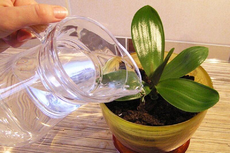 Вода для полива орхидеи
