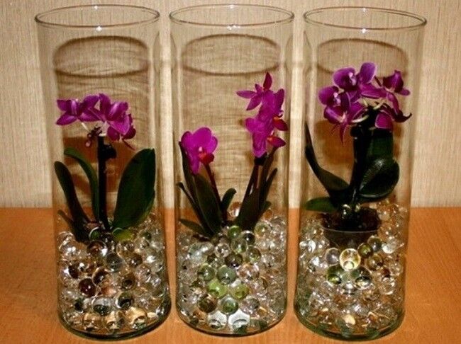 Орхидея в гидрогелевых шариках