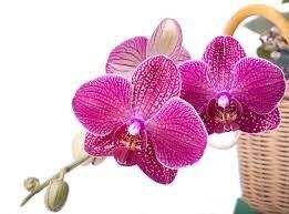 Правильный уход за орхидеей