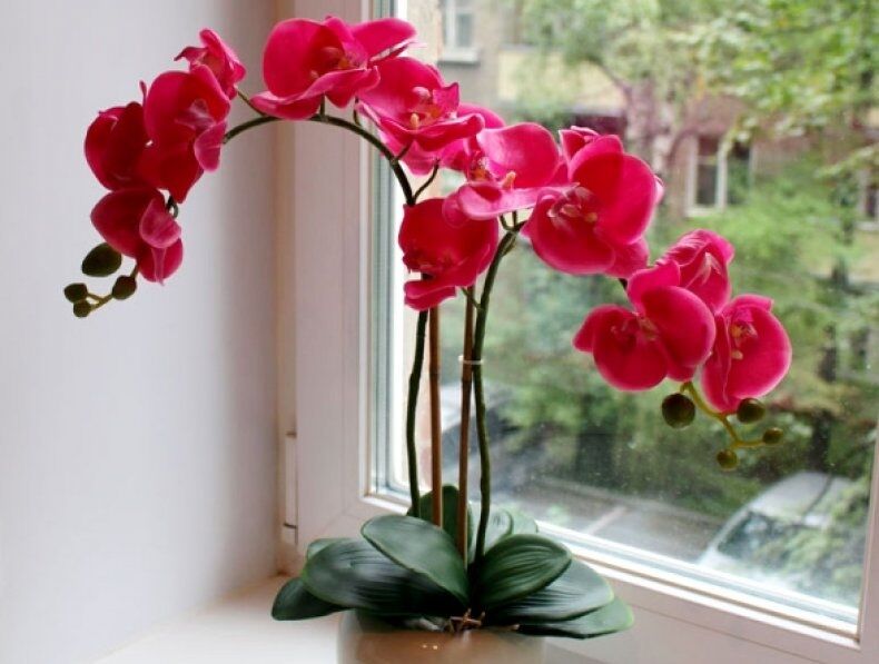 Пересаженная орхидея вскоре расцветет 
