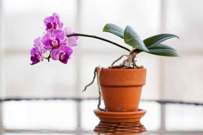 О правильном поливе орхидеи