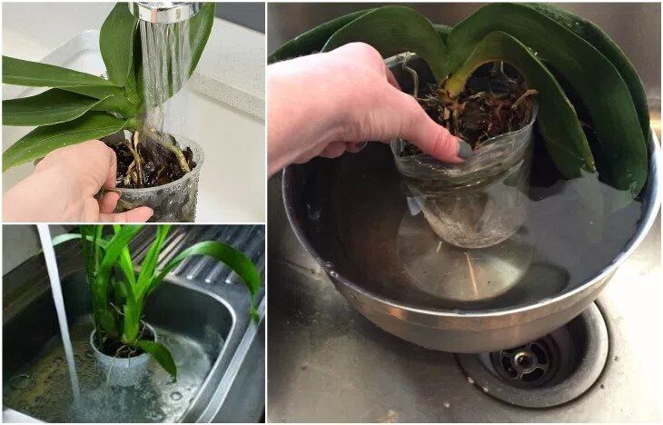 Полив орхидеи погружением в воду