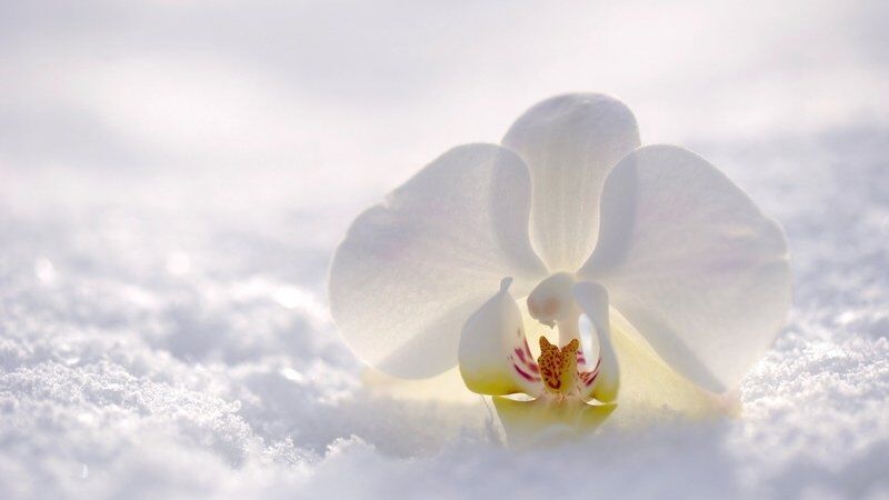 уход за орхидеей зимой