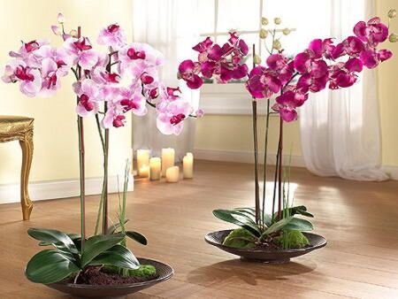 Здоровая орхидея в домашних условиях
