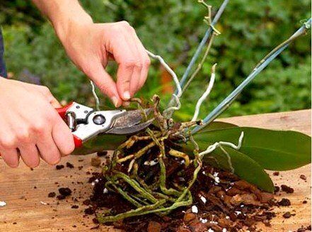 Способ спасения орхидеи