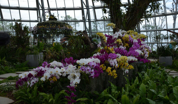 Оранжерея с орхидеями фаленопсисами