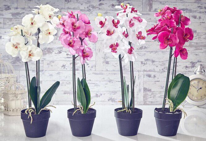 Правильно ухоженные орхидеи