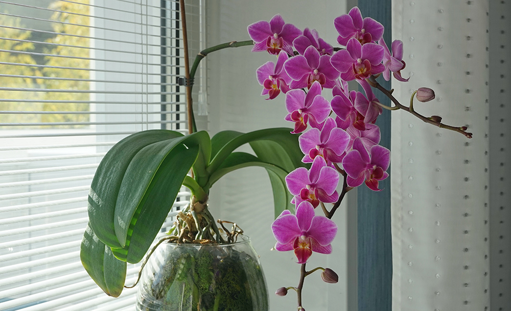 Ухоженная орхидея