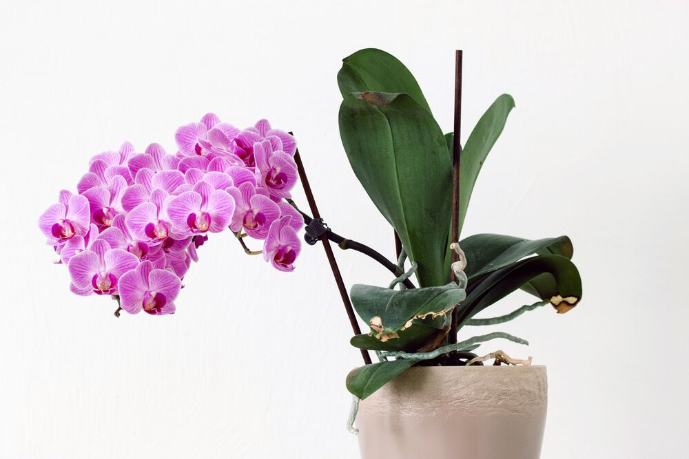Отцветание орхидеи