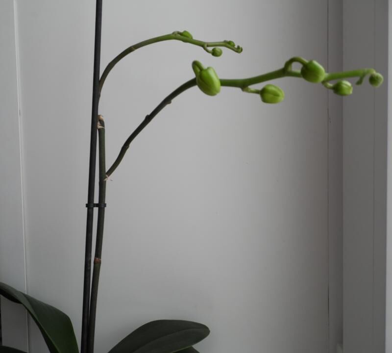 Отцветшая орхидея