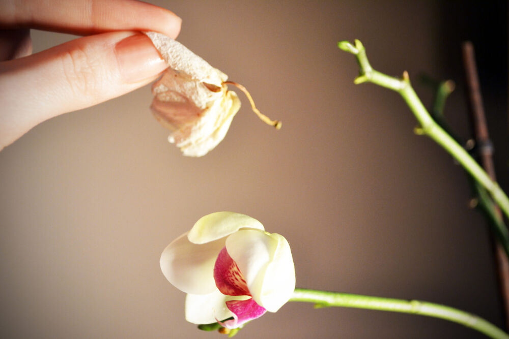 Орхидея сохнет после цветения