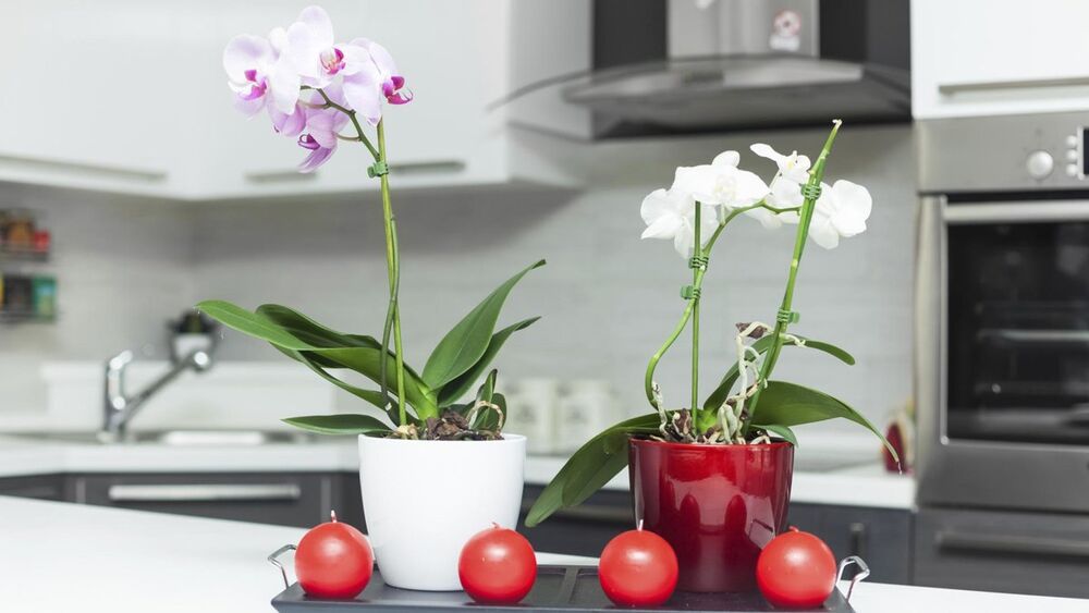 Орхидеи на кухне