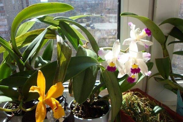 Орхидеи на солнце