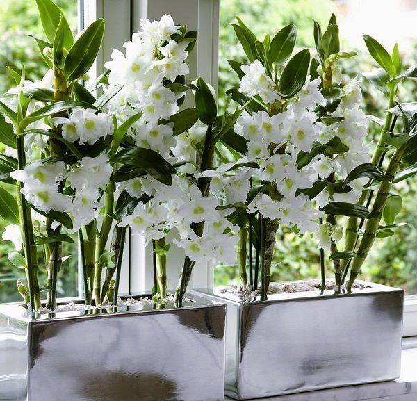Орхидеи в подставках