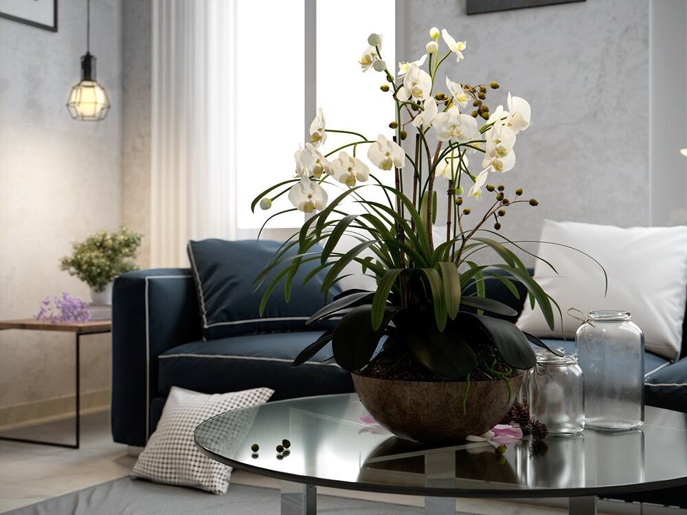 Орхидеи в гостиной