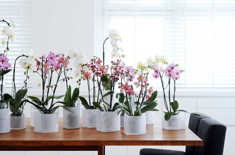 Орхидеи на столе