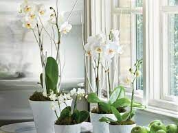 Орхидеи на западной стороне