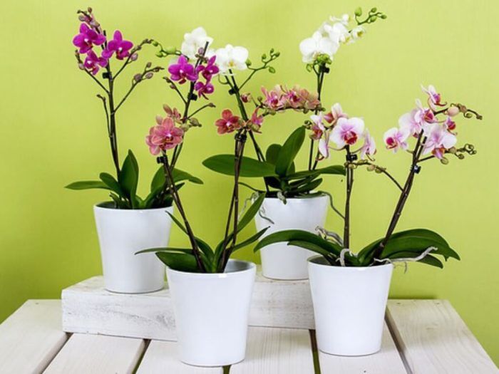 Цветение комнатной орхидеи