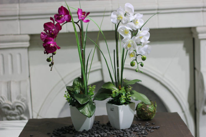 Орхидея в правильных условиях