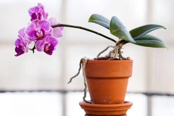 Домашняя орхидея в горшке