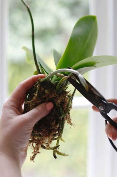 Процесс обрезания орхидеи