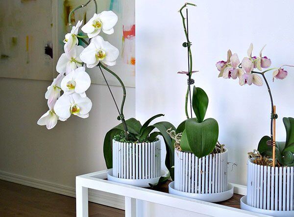 Орхидеи, пересаженные в горшки