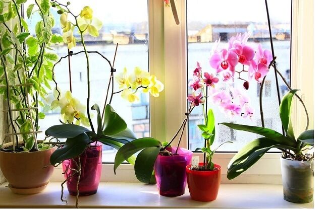 Орхидеи цветут в правильной температуре