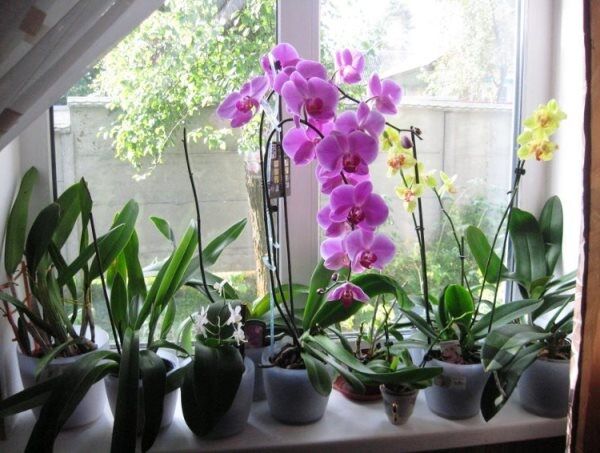 Поддержка влажности орхидей