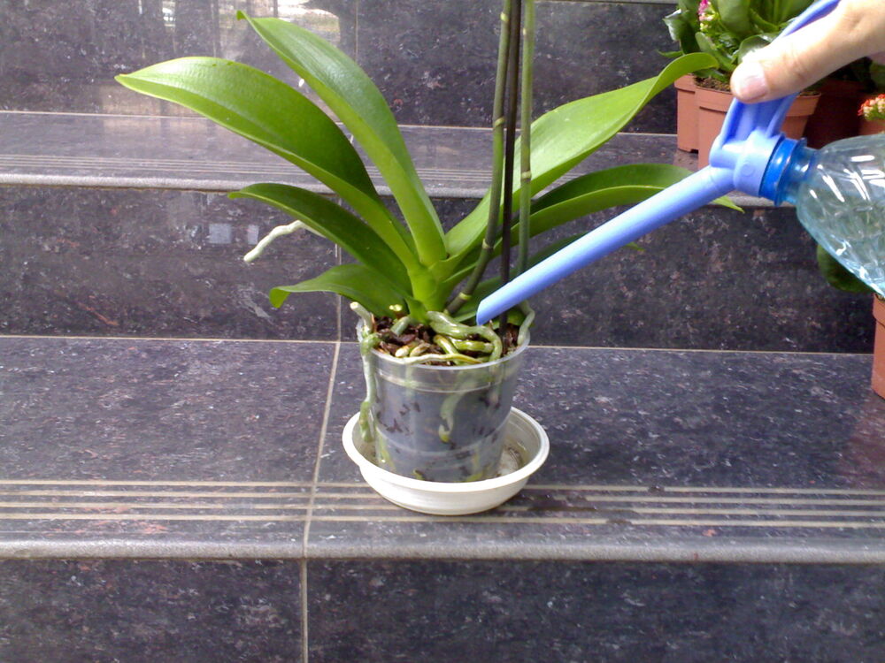 Уход за орхидеей после полива