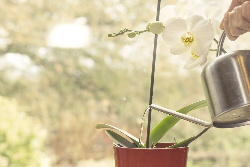 Пересаженная орхидея