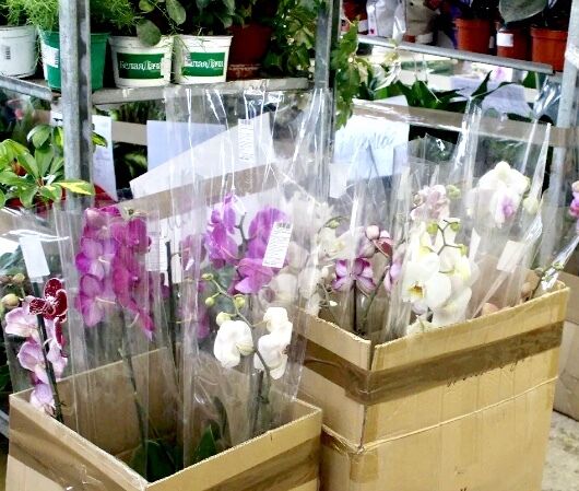 Орхидей, купленная в магазине