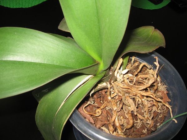 Корни орхидеи высыхают от недостатка влажности